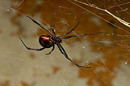 蜘蛛,洛杉矶,加利福尼亚