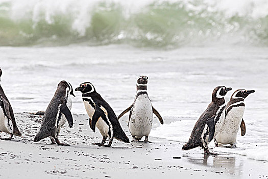 麦哲伦企鹅,小蓝企鹅,海滩,南美,福克兰群岛