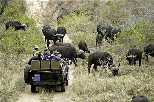 游客,旅行队,看,牧群,南非水牛,非洲水牛,南非