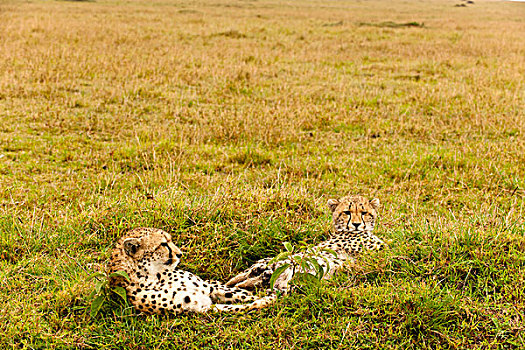 印度豹,肯尼亚