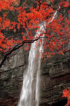 枫叶树与瀑布