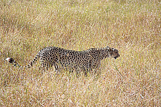 肯尼亚非洲豹-侧面特写
