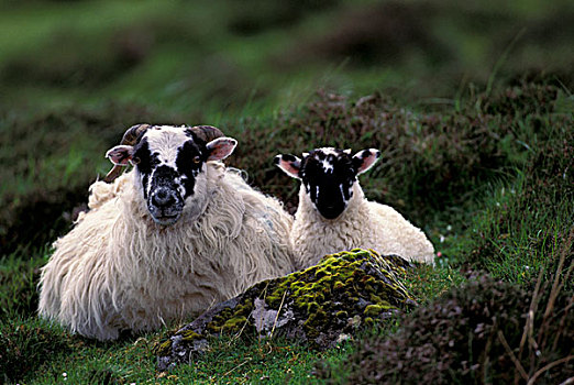 苏格兰,斯凯岛,绵羊