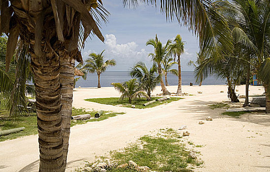 棕榈树,海滩,胜地
