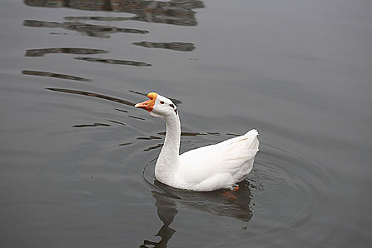 白色,鵝,游泳,湖