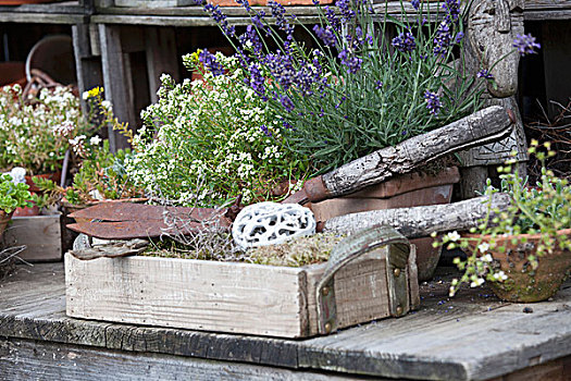 花,薰衣草,旧式,园艺,器具,木质,板条箱,花园桌