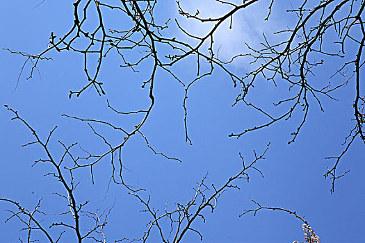 树枝,天空图案