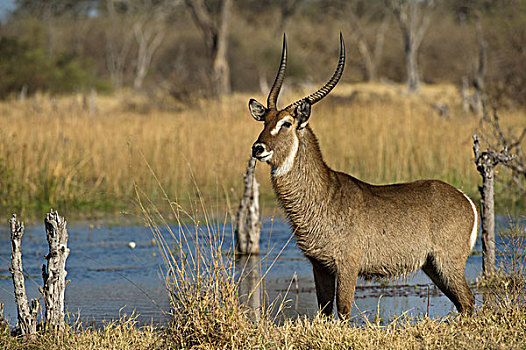 水羚,旁侧,水坑,莫雷米禁猎区,奥卡万戈三角洲,博茨瓦纳