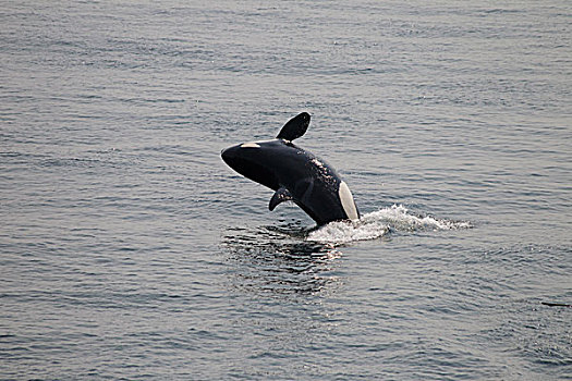 逆戟鲸,圣胡安岛,华盛顿