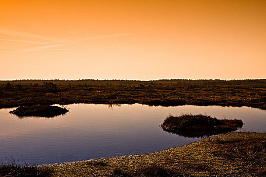 湿地,风景,岛,爱沙尼亚