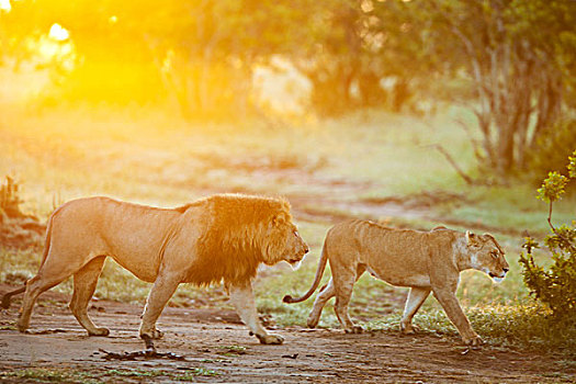 狮子,日出
