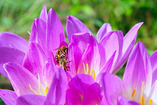 蜜蜂,花,粉花,秋水仙