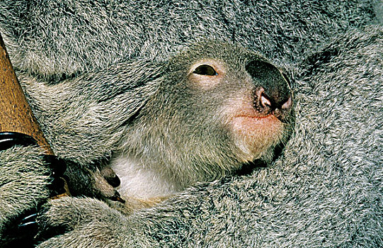 树袋熊,头部,幼兽,出现,毛皮,澳大利亚
