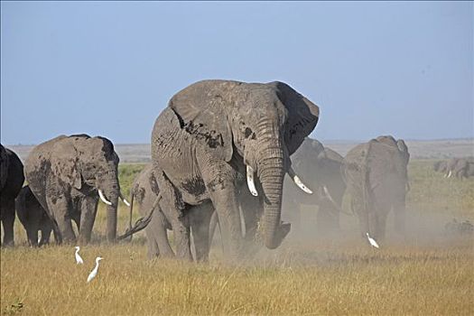 大象,牧群,驰骋,安伯塞利国家公园,非洲
