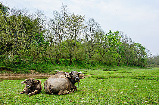 田野里的水牛