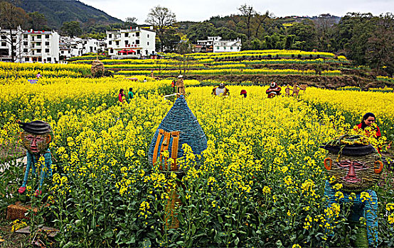 江西婺源江岭油菜花海