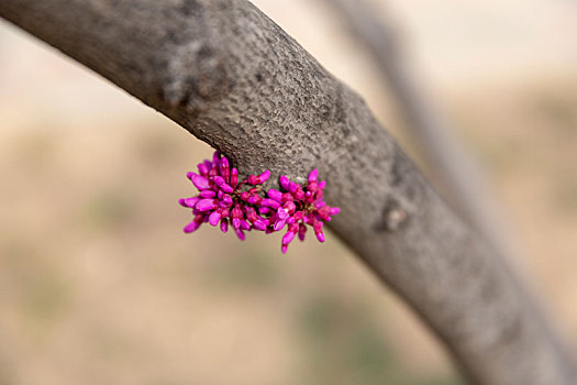 紫荆花,海棠花