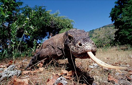 科摩多巨蜥,自然环境,科摩多龙