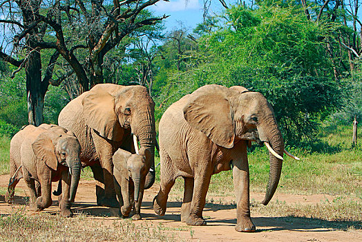 非洲象,幼小,萨布鲁国家公园,肯尼亚,非洲