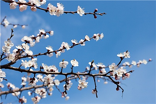 杏,花,枝条