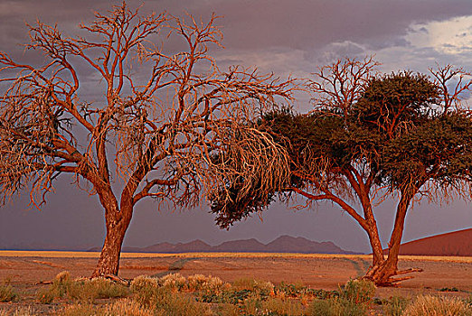 纳米比亚,国家公园,沙漠,刺槐,山谷