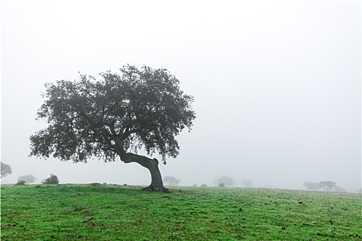湿,风景,孤单,树,晨雾