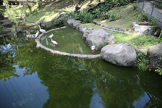 马来西亚吉隆坡雀鸟公园