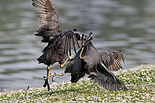 黑鸭,骨顶鸡,两个,成年人,争斗,堤岸,中部地区,英格兰,英国,欧洲