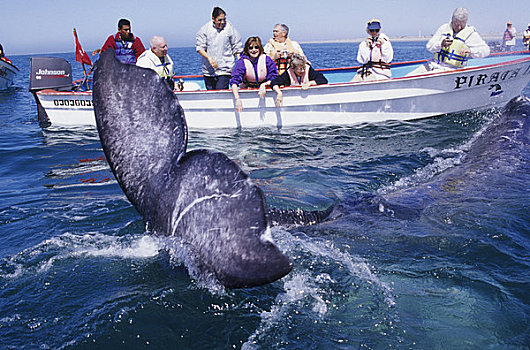 墨西哥,北下加利福尼亚州,靠近,人,灰鲸