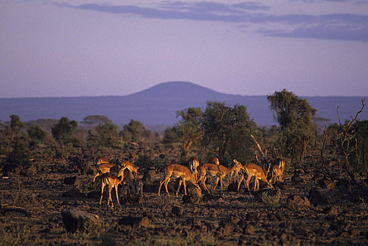 肯尼亚,安伯塞利国家公园,黑斑羚,牧群