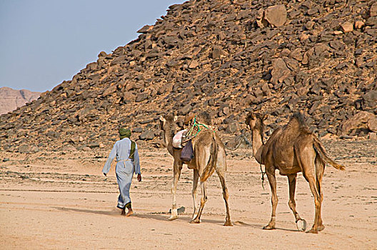 小,骆驼,驼队,沙漠,靠近,阿尔及利亚,非洲