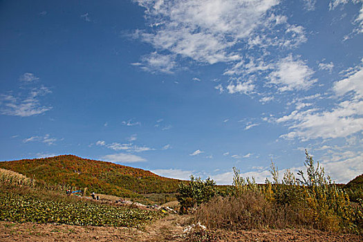 田园风光