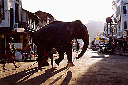 斯里兰卡,康提,大象,走,街道