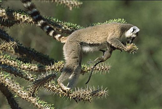 节尾狐猴,狐猴,吃,嫩叶,章鱼,树,马达加斯加
