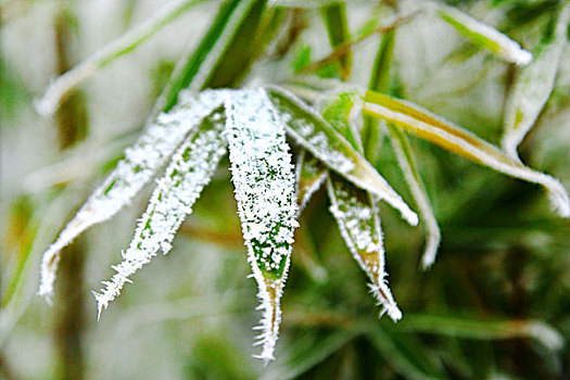 竹叶上的雪