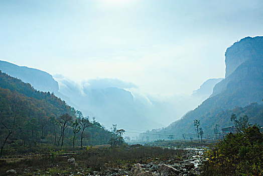 石板岩,树,云海,山