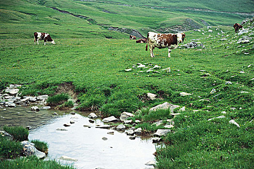 母牛,放牧,地点