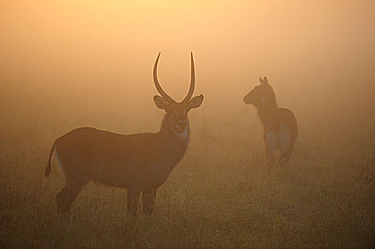 水羚,早晨,雾气,逆光,马赛马拉国家保护区,肯尼亚,非洲