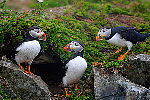 大西洋角嘴海雀,北极,海鸟,物种,海雀,家庭,纽芬兰,加拿大