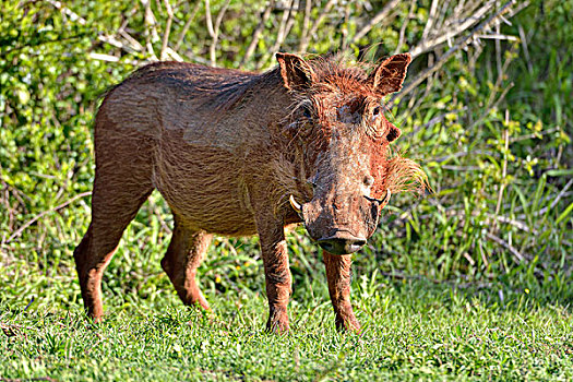 荒芜,疣猪,阿多大象国家公园,东开普省,南非,非洲