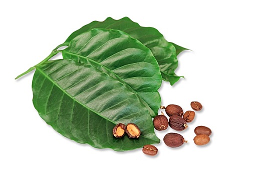 咖啡豆,叶子,水果,种子