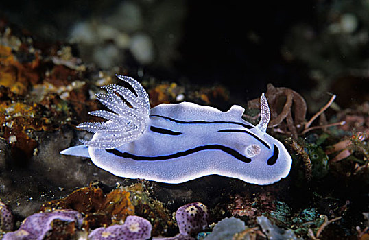 海蛤蝓,万鸦老,苏拉威西岛,印度尼西亚