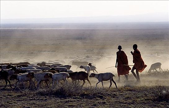 早晨,马萨伊人,姐妹,羊群,尘土,靠近,坦桑尼亚北部