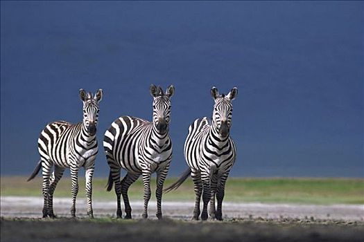 白氏斑马,斑马,三个,尘土,朴素,塞伦盖蒂国家公园,坦桑尼亚
