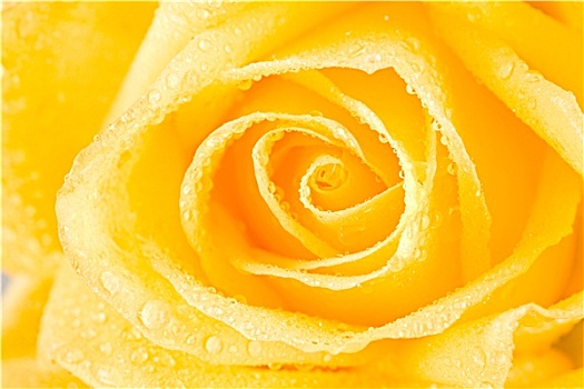 黄色,玫瑰花蕾