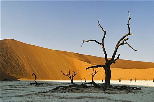 枯木,粘土,死亡谷,纳米布沙漠,纳米比亚,非洲