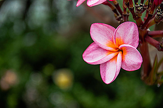 鸡蛋花