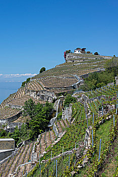 阶梯状,葡萄园,上方,日内瓦湖,拉沃,区域,靠近,洛桑,沃州,西部,瑞士