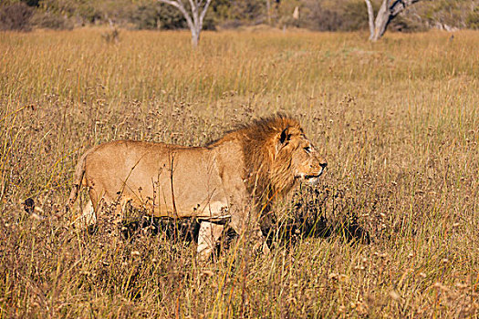 非洲狮,狮子,走,高草,奥卡万戈三角洲,博茨瓦纳,非洲