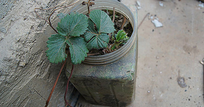 瓶栽草莓,塑料,瓶,栽种,草莓,植物,水果,食物,食品,食材,生长期,叶子,盆景,春季